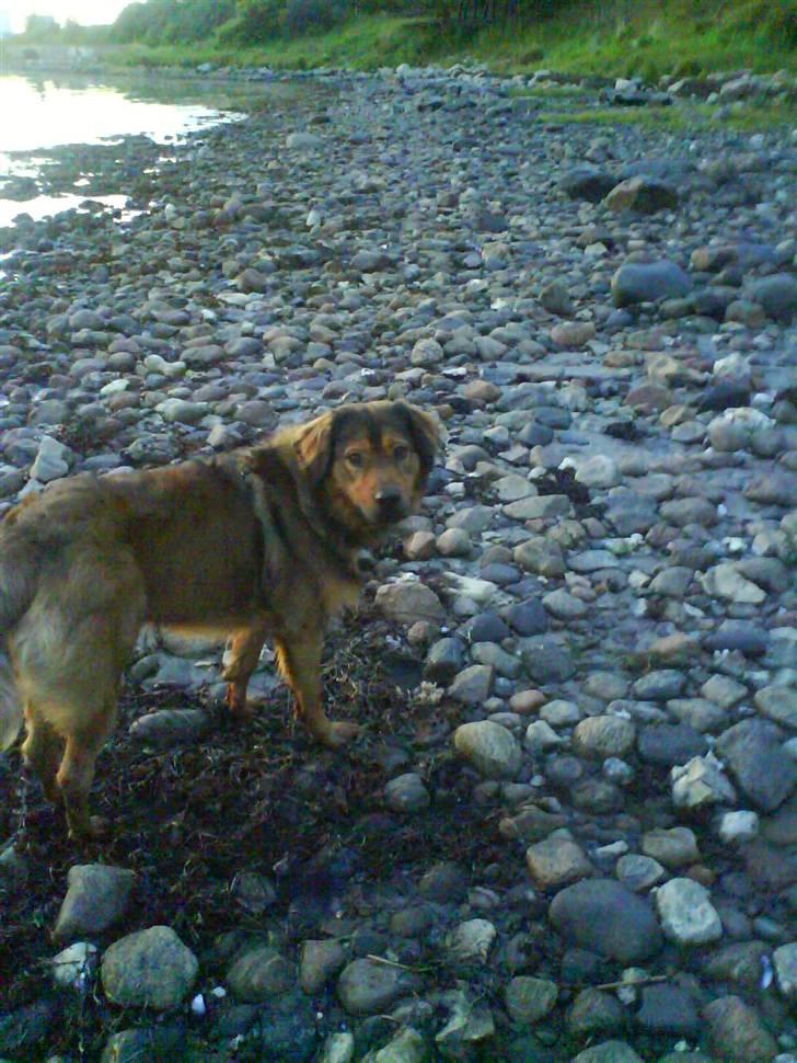 Blanding af racer Snoopy - vi skal ik´ i vandet vel?!..  billede 6