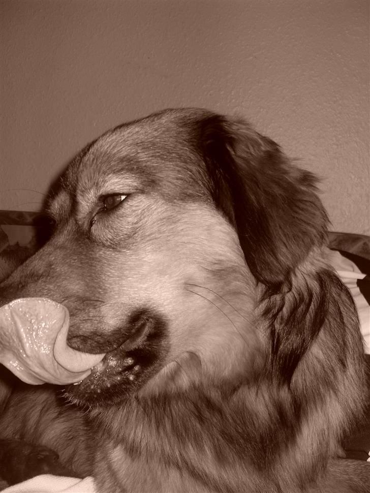 Blanding af racer Snoopy billede 7