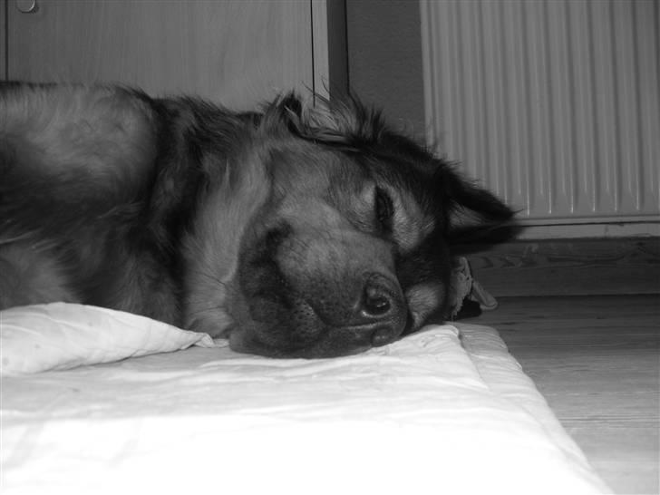 Blanding af racer Snoopy - ZzZzZz :) billede 8