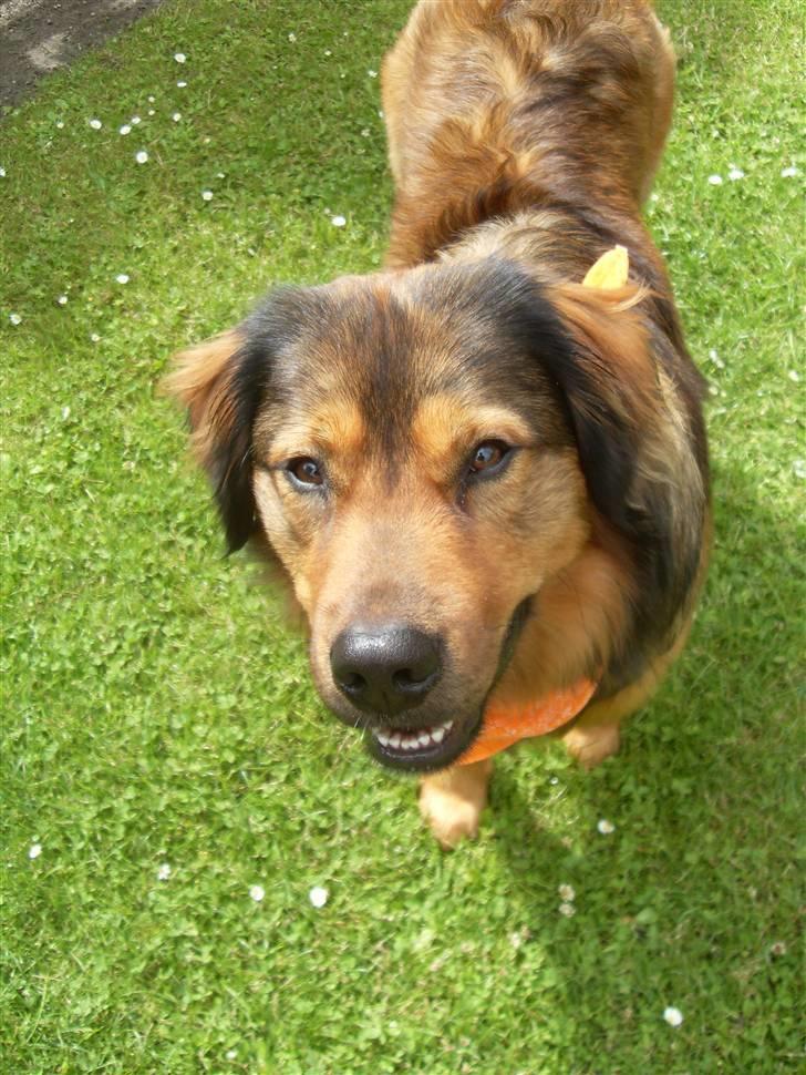 Blanding af racer Snoopy billede 9