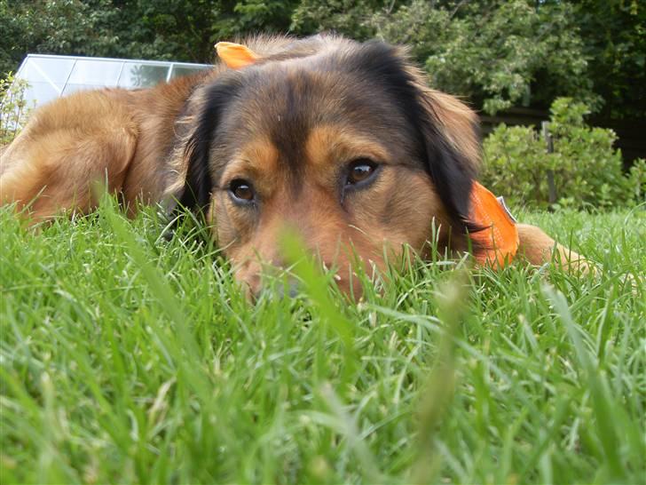 Blanding af racer Snoopy billede 10