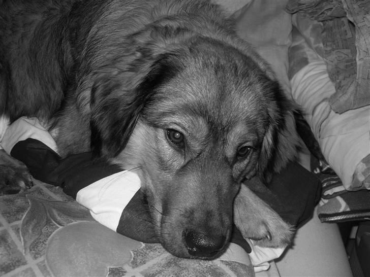 Blanding af racer Snoopy billede 11