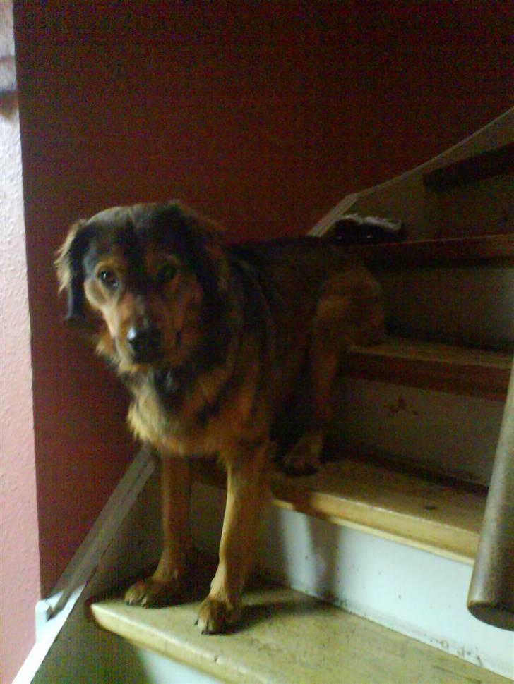 Blanding af racer Snoopy - puha.. den er så lang den trappe, jeg tager mig lige et velfortjent hvil :) billede 12