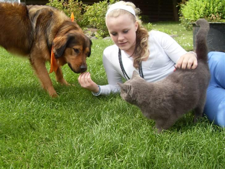 Blanding af racer Snoopy - Snoopy vil meget gerne lege med Katten selvom han udenmærket godt er klar over at hun ikke gider lege med ham :) billede 13