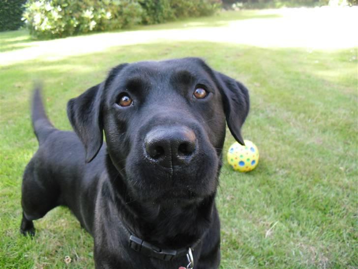 Labrador retriever King billede 1