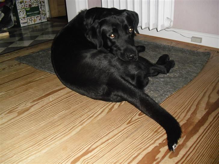 Labrador retriever King billede 2