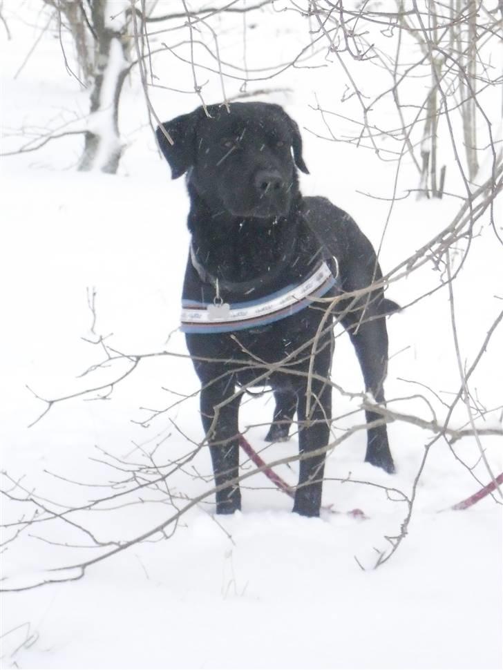 Labrador retriever King billede 3