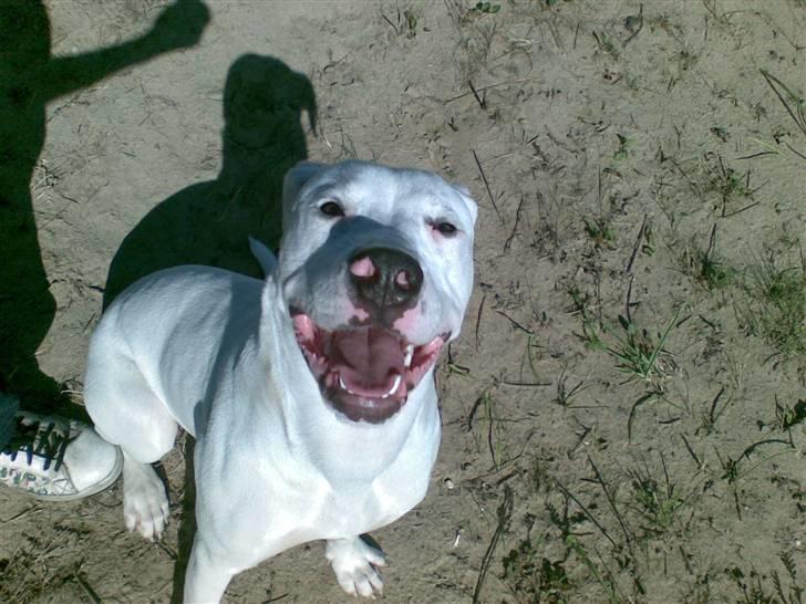 Blanding af racer Diesel billede 9