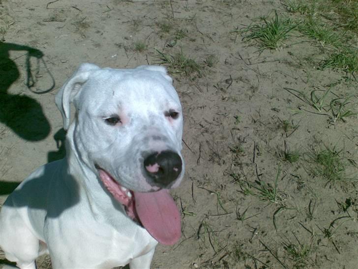 Blanding af racer Diesel billede 10