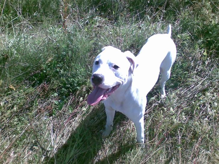 Blanding af racer Diesel billede 11