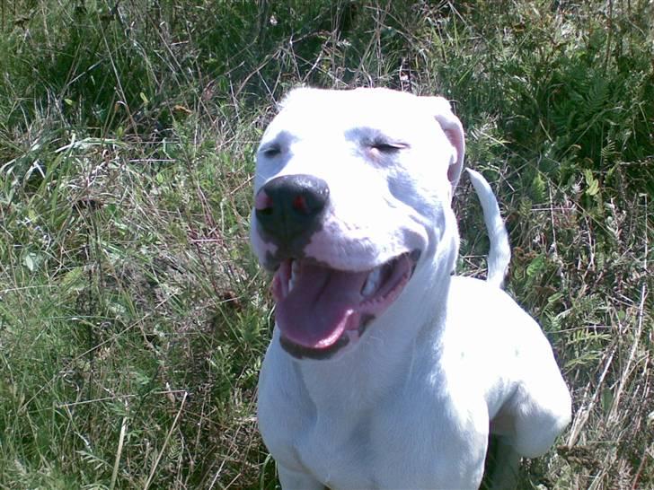 Blanding af racer Diesel billede 12