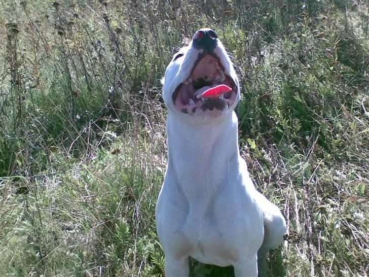 Blanding af racer Diesel billede 13