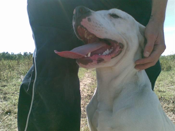 Blanding af racer Diesel billede 14