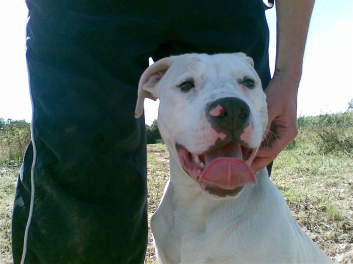 Blanding af racer Diesel billede 16