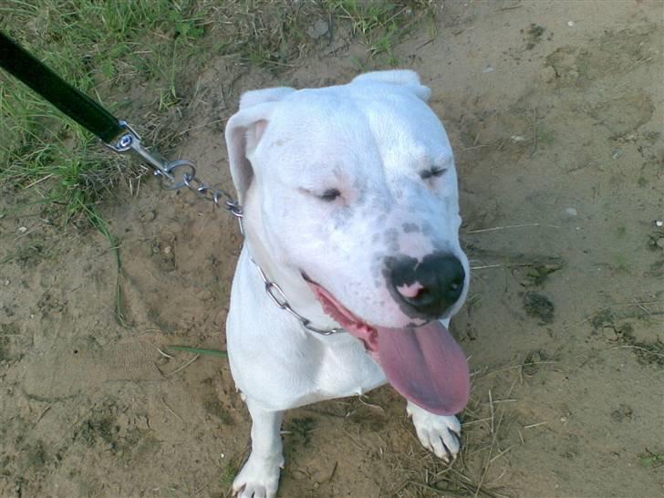 Blanding af racer Diesel billede 17