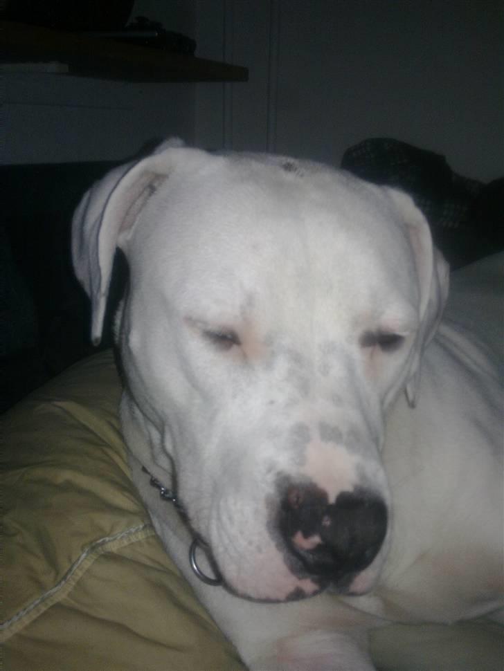 Blanding af racer Diesel billede 18