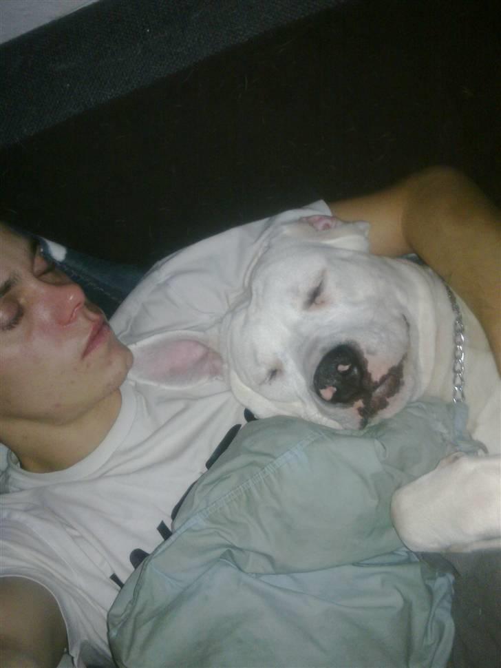 Blanding af racer Diesel billede 19