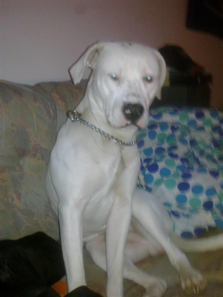 Blanding af racer Diesel billede 20