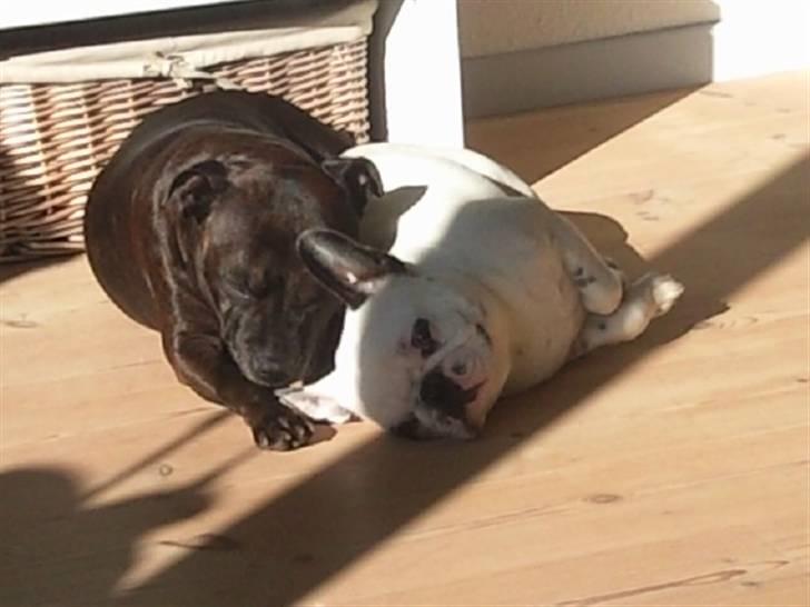 Fransk bulldog Gucci - Weee mere sol det er det beste vi ved :) billede 2