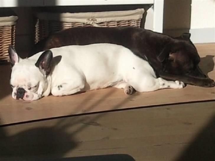 Fransk bulldog Gucci - sommer og sol det kan vi li :) billede 3