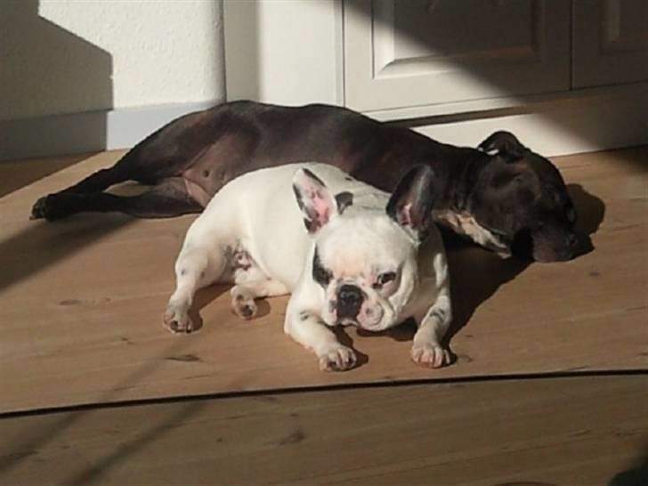 Fransk bulldog Gucci - Sol sol og atter sol :D billede 4