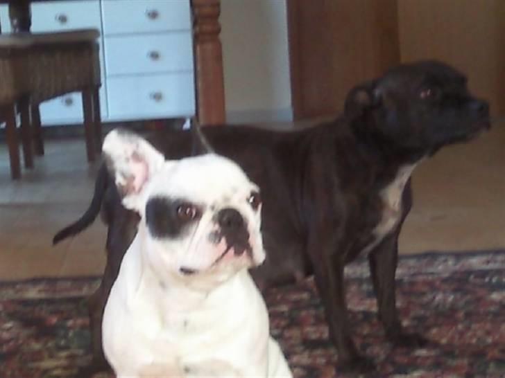 Fransk bulldog Gucci billede 5