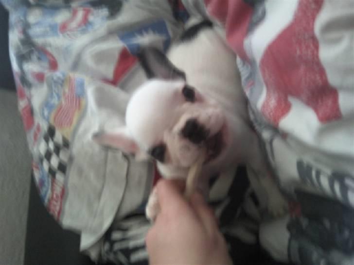 Fransk bulldog Gucci - Gucci som baby :) billede 6