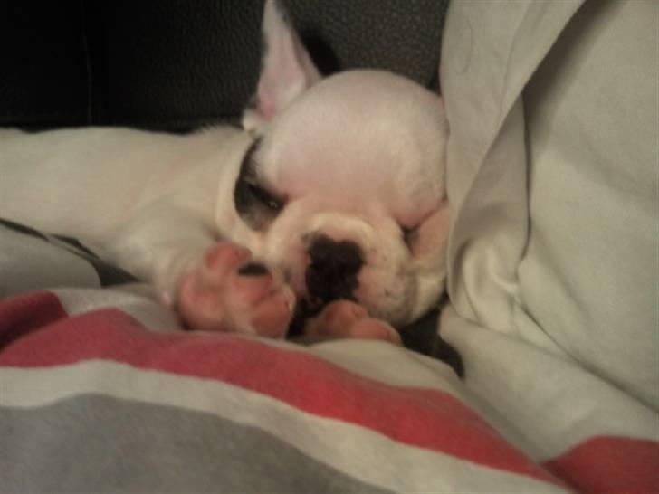 Fransk bulldog Gucci - Putte musen :) <3 billede 7