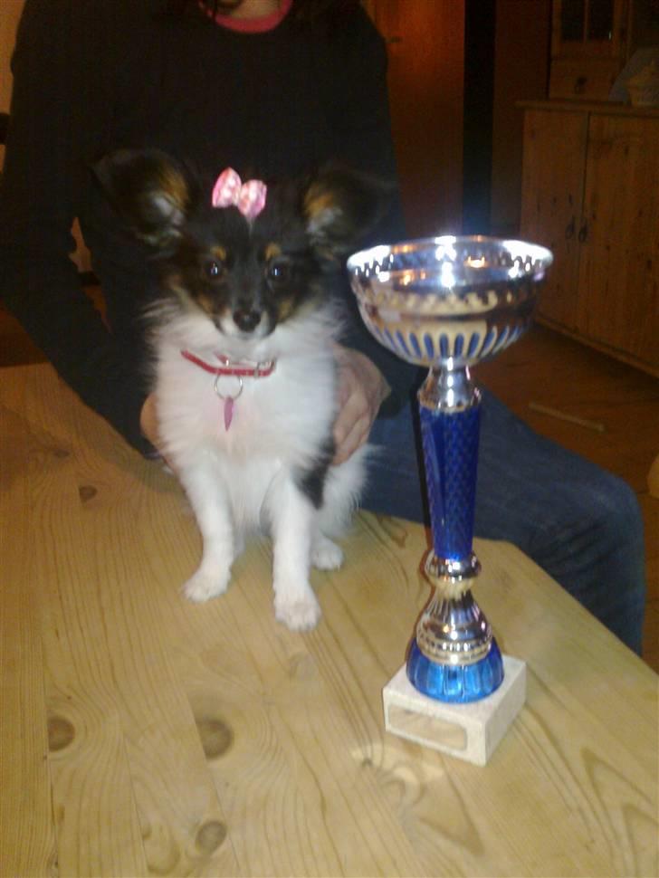 Papillon Malou My Dream - Malou My Dream, nu 10 uger... billede 4