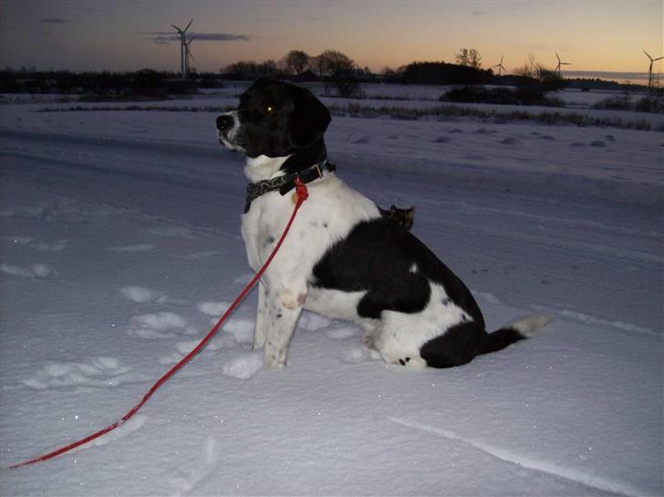 Blanding af racer <3Buster<3 - "hvis du var en tårer i mit øje, ville jeg aldrig græde af frygt for at miste dig" <3 billede 2