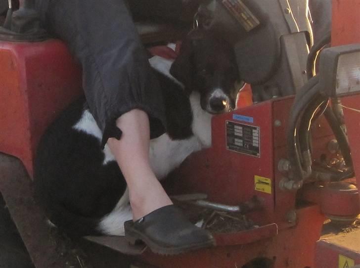 Blanding af racer <3Buster<3 - "Kærlighed er som krig - nem at starte, svær at slutte og aldrig til at glemme" <3 billede 6