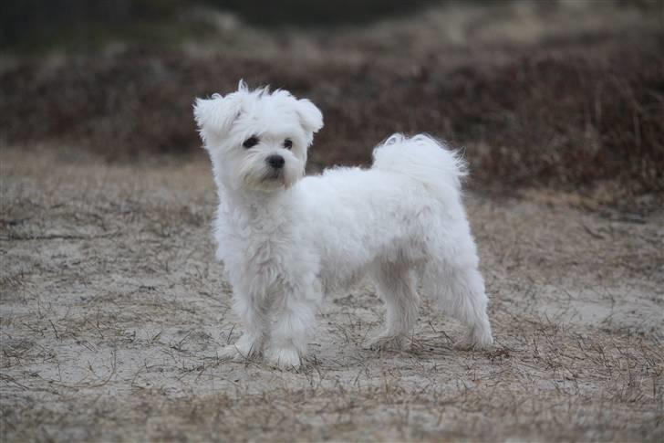 Malteser Carla billede 17