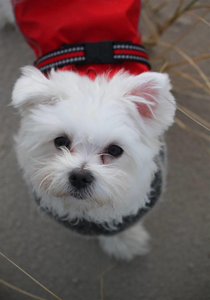 Malteser Carla billede 11