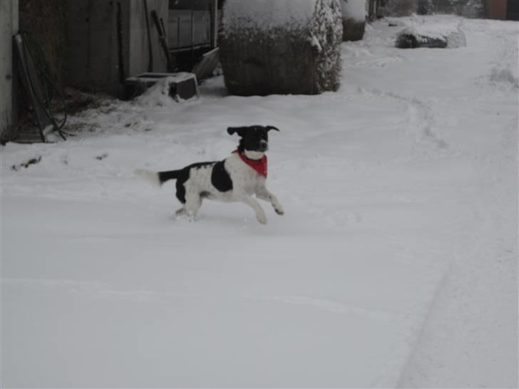 Blanding af racer <3Buster<3 - "Med dig ville jeg gå mod verdens ende uden at bekymre mig om at have glemt noget, for jeg har jo dig" <3 billede 7