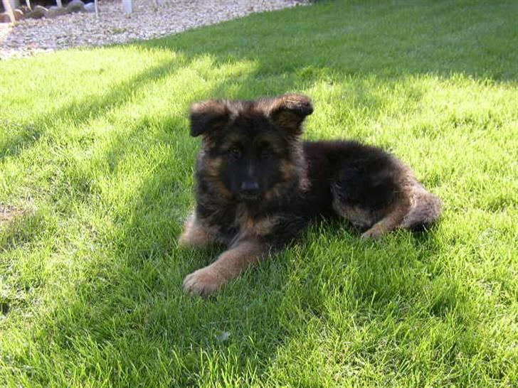 Schæferhund kenzo <3 billede 1