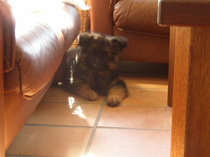 Schæferhund kenzo <3 billede 2