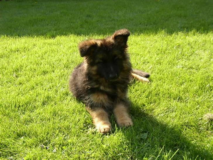 Schæferhund kenzo <3 billede 3