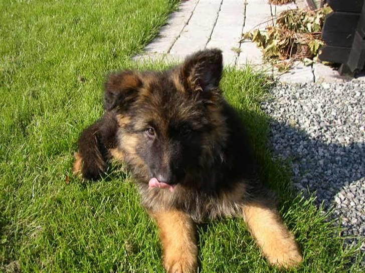 Schæferhund kenzo <3 billede 4