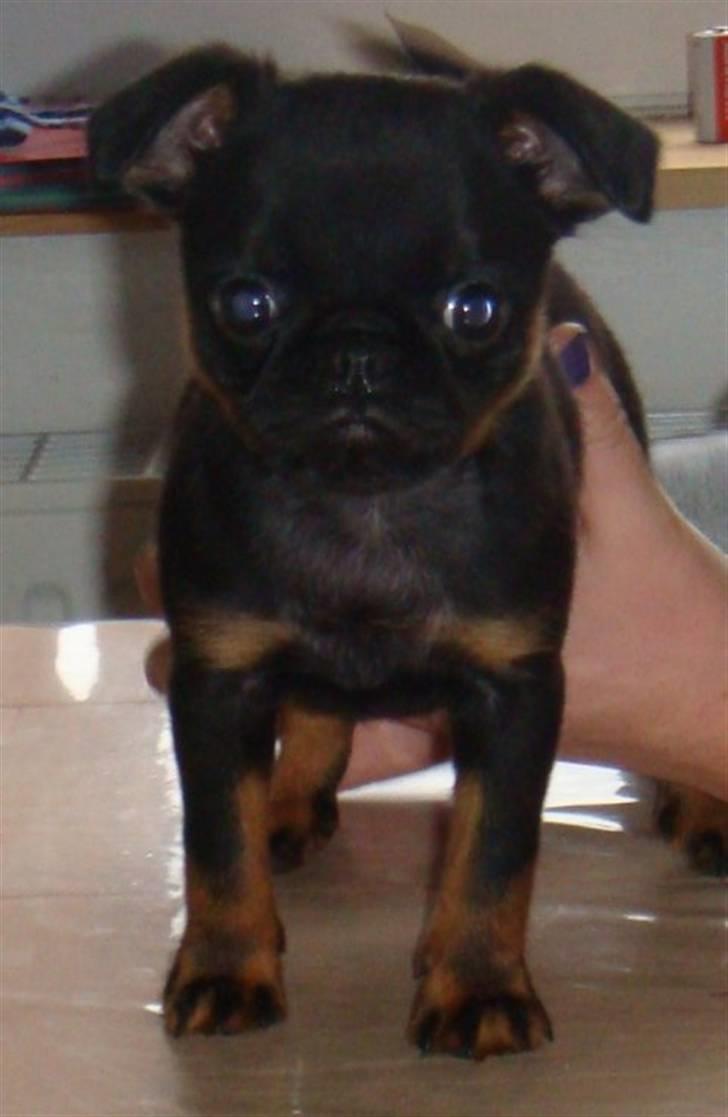 Griffon petit brabancon Diesel - 9 uger billede 1