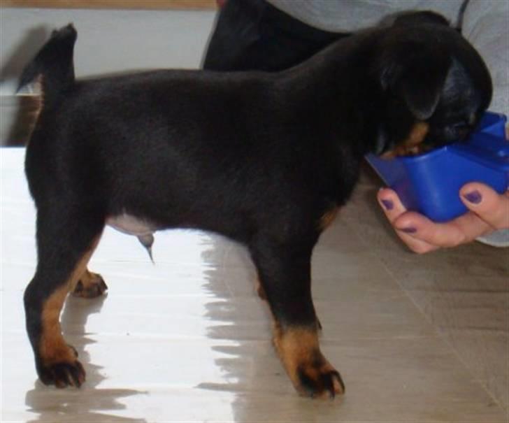 Griffon petit brabancon Diesel - 9 uger billede 2