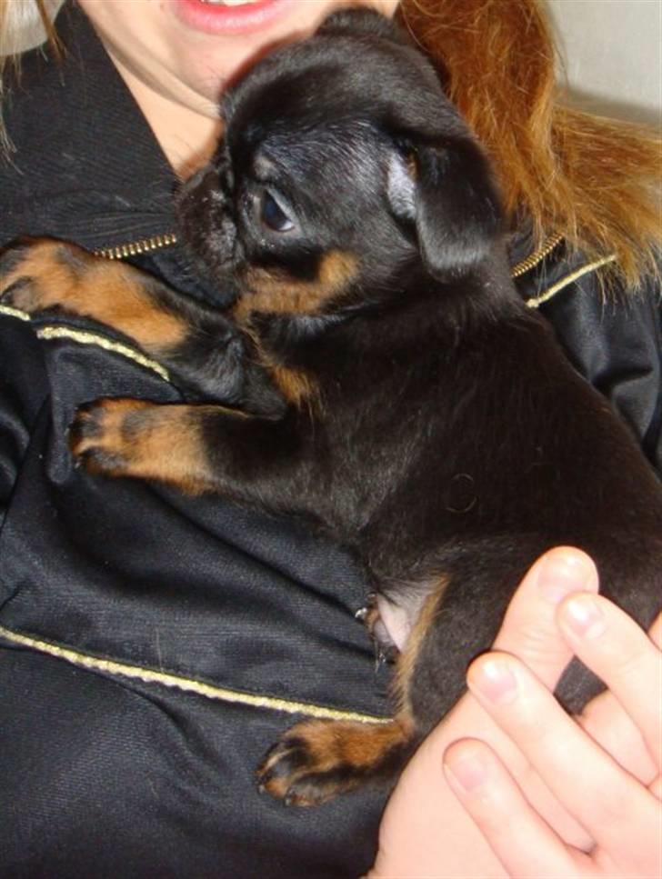 Griffon petit brabancon Diesel - 9 uger billede 3