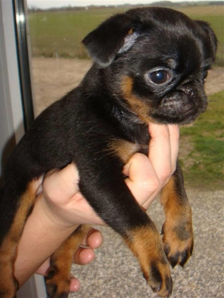 Griffon petit brabancon Diesel - 9 uger billede 4