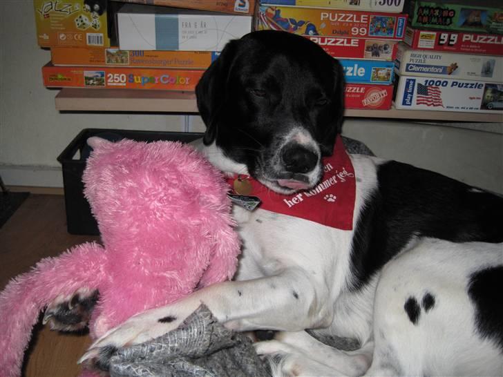 Blanding af racer <3Buster<3 - "Hvis man mister sine venner, har man mistet sit hjerte"<3 billede 8