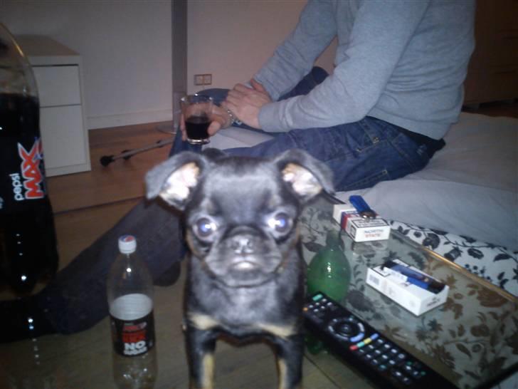 Griffon petit brabancon Diesel - første dag hjemme billede 5