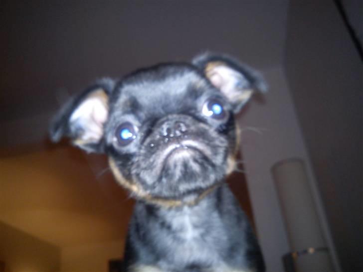 Griffon petit brabancon Diesel - første dag hjemme billede 6