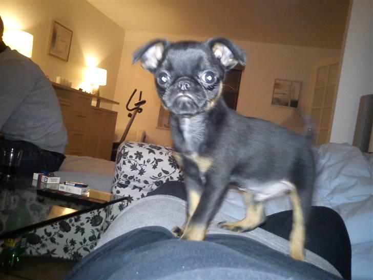 Griffon petit brabancon Diesel - første dag hjemme billede 7