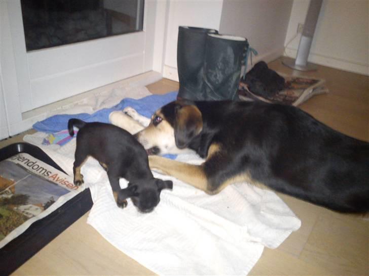 Griffon petit brabancon Diesel - Mig og mine nye storbror. billede 8