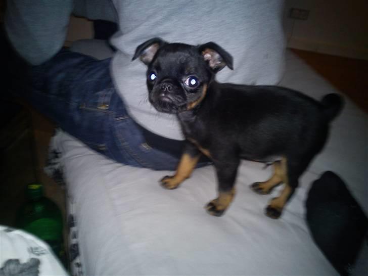 Griffon petit brabancon Diesel - første dag hjemme billede 9