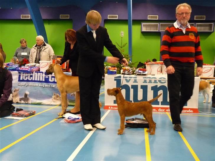 Irsk terrier Neville - Neville og Kasper BIS 1 junior handling DKK, kreds 10, skue. 12/12 2010 billede 9