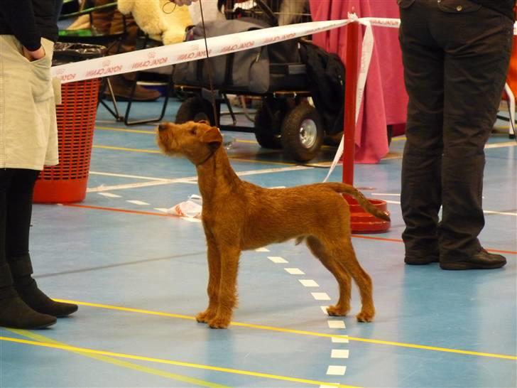 Irsk terrier Neville - BIS 2 baby, DKK kreds 10,skue. 12/12 2010 billede 10